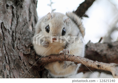 Ezomomonga Ezomomonga 12825140