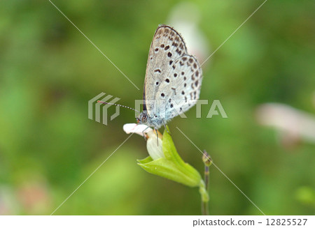 Insect · butterfly Yamato juvenile squirrel family Insect · butterfly Yamato juvenile squirrel family 12825527