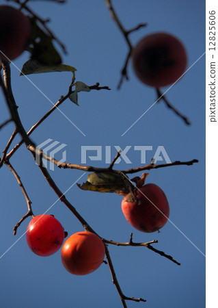 Persimmon 16 12825606