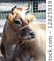迷人的牛臉 12825939