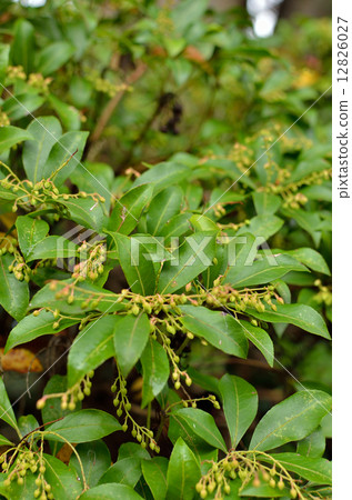 Tree · Asiatic azalea 12826027