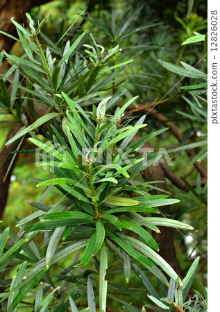 Tree · Inumaki Affilaceae Tree · Inumaki Affilaceae 12826028