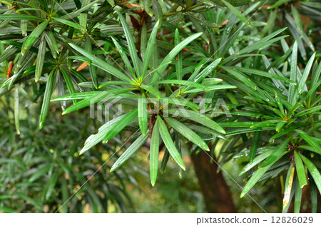 樹·Inumaki Affilaceae 12826029