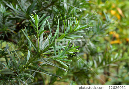 樹·Rakanmaki Affilaceae 12826031