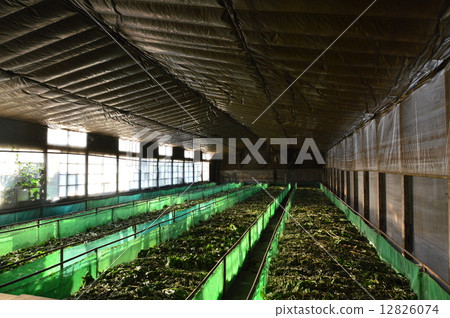 Sericulture farmers (Fukaya city, Saitama Prefecture) 12826074