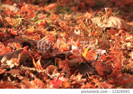 Forest carpet Forest carpet 12826091