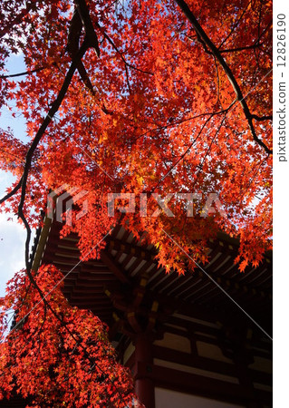 Kuanji秋葉 12826190