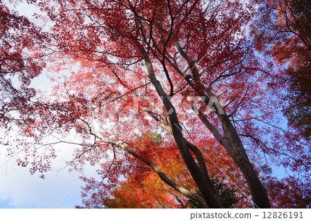 Kuanji秋葉 12826191