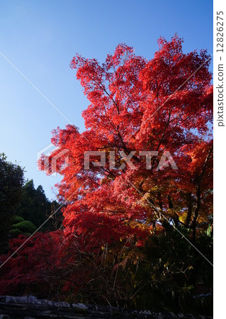 Kuanji秋葉 12826275