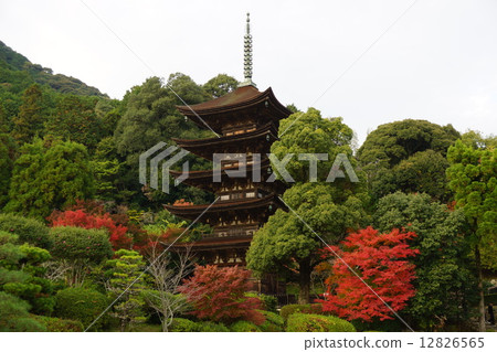 Autumn leaves and Rurikoji 5-storied pagoda Autumn leaves and Rurikoji 5-storied pagoda 12826565