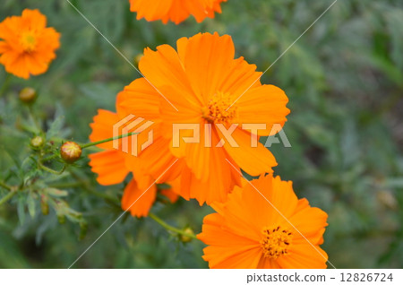 Kivanacosmos (Tokiwa-machi, Saitama Prefecture) Kivanacosmos (Tokiwa-machi, Saitama Prefecture) 12826724