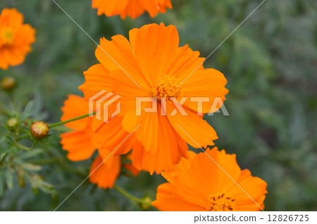 Kivanacosmos（埼玉縣常磐町） 12826725