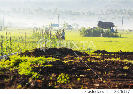 Field in Indonesia Field in Indonesia 12826937