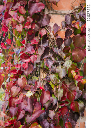 Red ivy creeper leaves on the wall of a building 12827231
