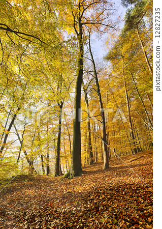 extreme wide-angle shoot of an autumn beech forest 12827235