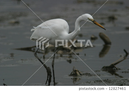 大白鷺 大白鷺 12827461