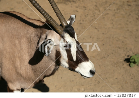 gemsbok or gemsbuck (Oryx gazella) is a large antelope in the Oryx genus 12827817