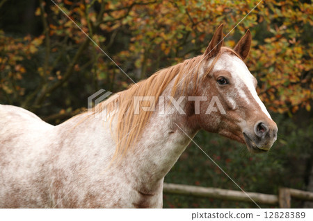 Potrait of beautiful appaloosa mare 12828389