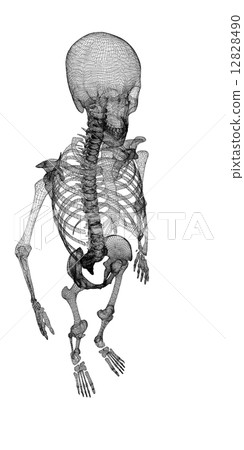 Human body, skeleton 12828490