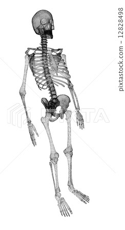 Human body, skeleton Human body, skeleton 12828498