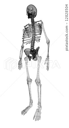 Human body, skeleton Human body, skeleton 12828504