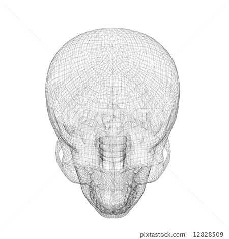 skull and cervical vertebrae 12828509