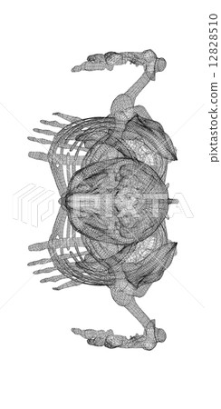 Human body, skeleton Human body, skeleton 12828510
