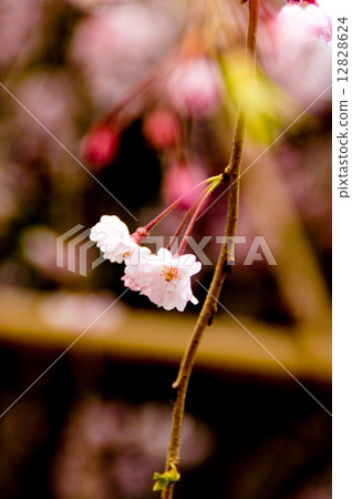 Weeping cherry tree 12828624
