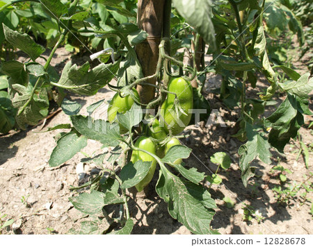 Tomato plants 12828678