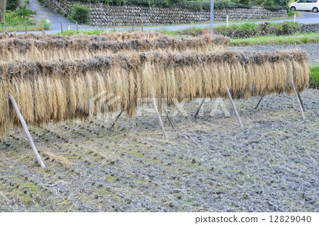 稻城縣（埼玉縣東郡郡小川町） 12829040