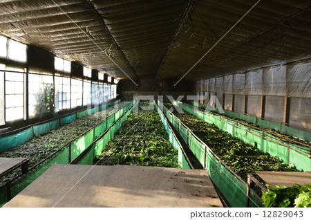 蠶桑農民(埼玉縣深谷市) 蠶桑農民(埼玉縣深谷市) 12829043