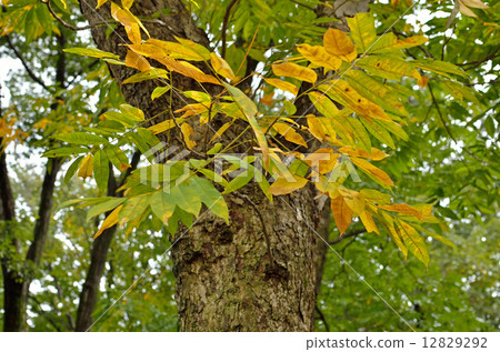 樹·Mukuroji三葉草 12829292