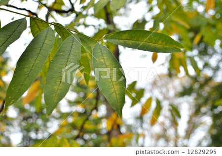 樹·Mukuroji三葉草 樹·Mukuroji三葉草 12829295