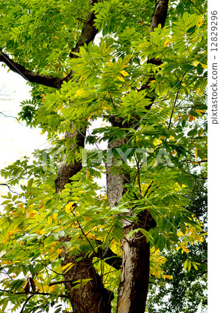 樹·Mukuroji三葉草 12829296