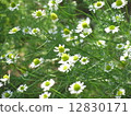 洋甘菊1 12830171