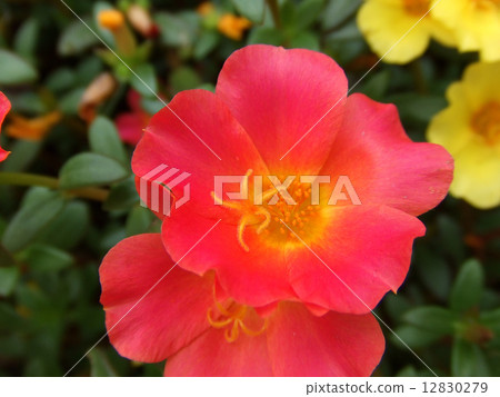 花 12830279