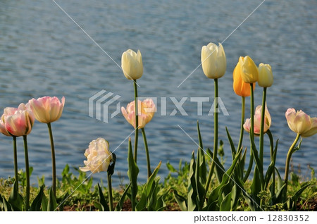 清澈的鬱金香花開在水邊 12830352