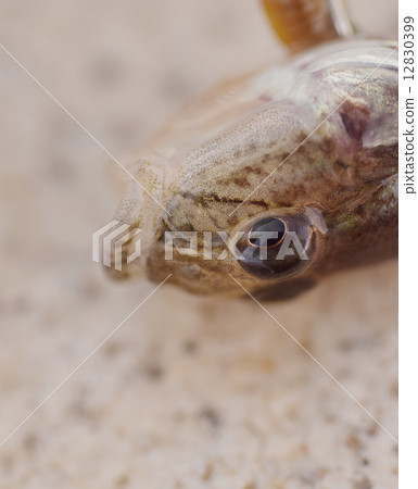 蝦虎魚 12830399