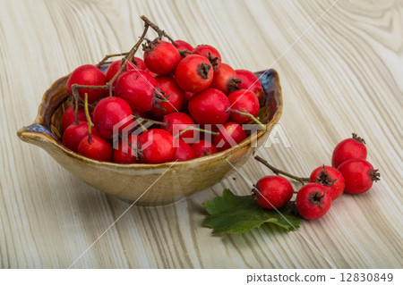 Hawthorn Hawthorn 12830849