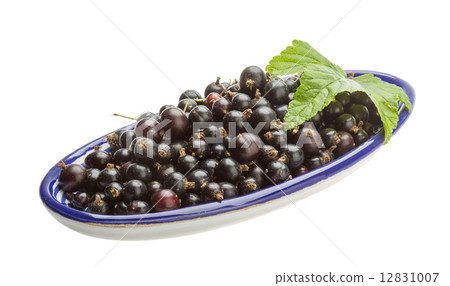 Black currant 12831007
