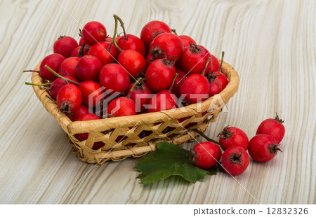 Hawthorn Hawthorn 12832326