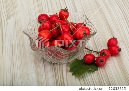 Hawthorn Hawthorn 12832815