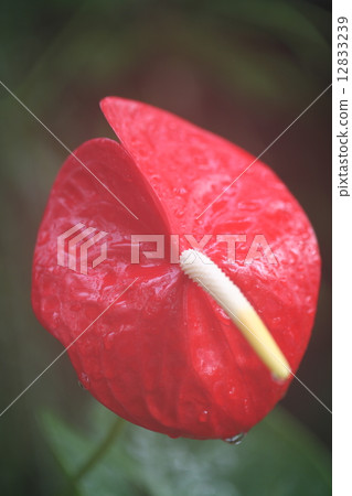 紅掌 紅掌 12833239