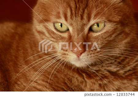 動物寵物 12833744