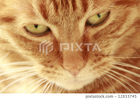 動物寵物 12833745