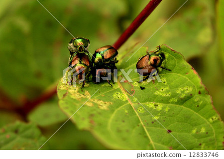 天然野花 12833746