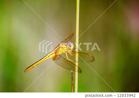 Portrait of dragonfly - Yellow dragonfly Portrait of dragonfly - Yellow dragonfly 12833942