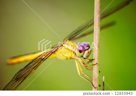 Portrait of dragonfly - Yellow dragonfly 12833943