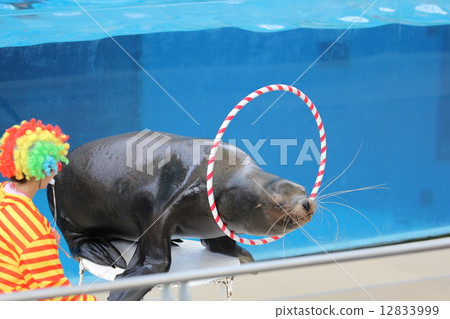 海獅 海獅 12833999