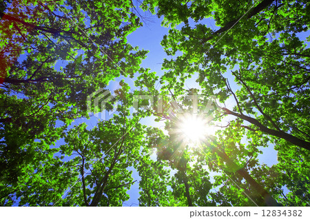 Green leaves of oak and sun 12834382